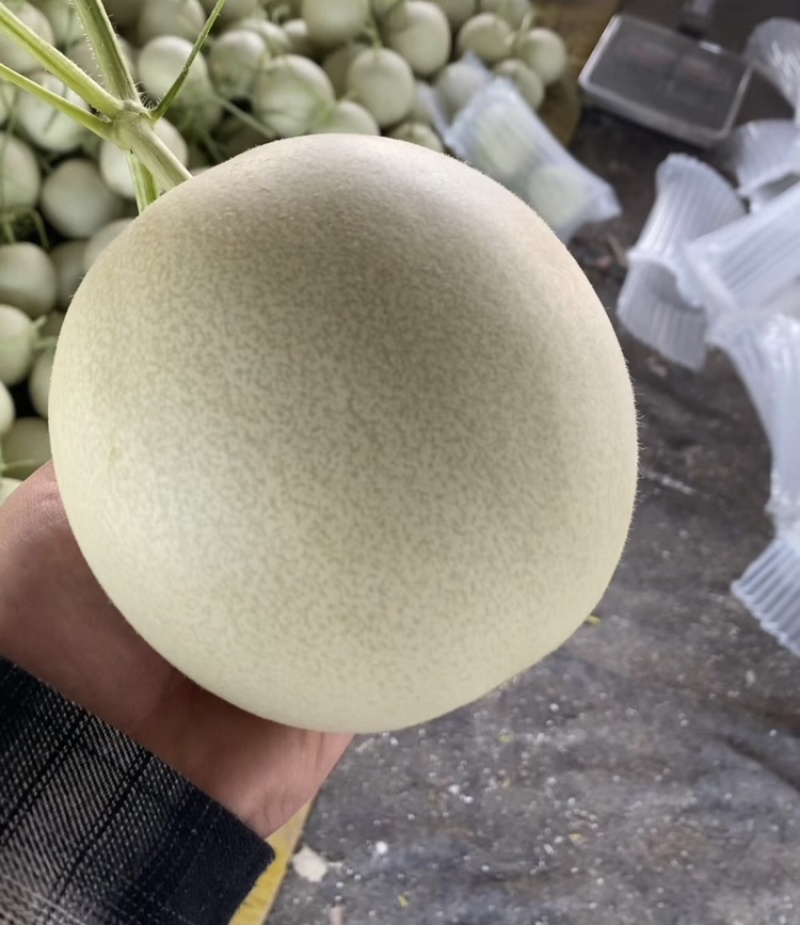 【海南玉菇甜瓜】玉菇甜瓜海量货源品质保证代发全国