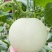 【海南玉菇甜瓜】玉菇甜瓜海量货源品质保证代发全国