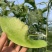【海南玉菇甜瓜】玉菇甜瓜海量货源品质保证代发全国