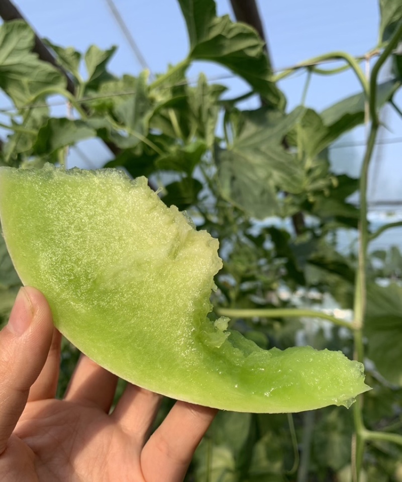 【海南玉菇甜瓜】玉菇甜瓜海量货源品质保证代发全国
