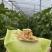 【海南玉菇甜瓜】玉菇甜瓜海量货源品质保证代发全国