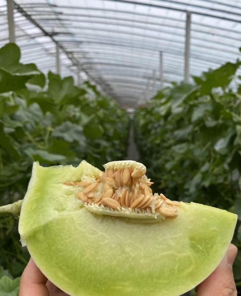 【海南玉菇甜瓜】玉菇甜瓜海量货源品质保证代发全国