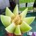 【海南玉菇甜瓜】玉菇甜瓜海量货源品质保证代发全国