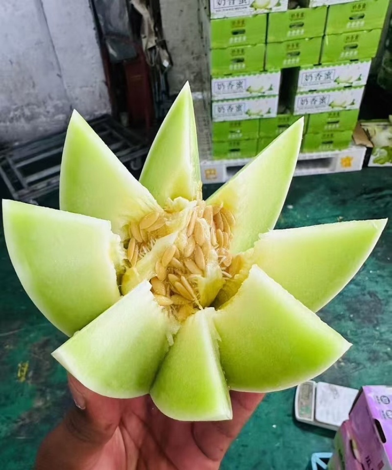 【海南玉菇甜瓜】玉菇甜瓜海量货源品质保证代发全国