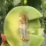 【海南玉菇甜瓜】玉菇甜瓜海量货源品质保证代发全国