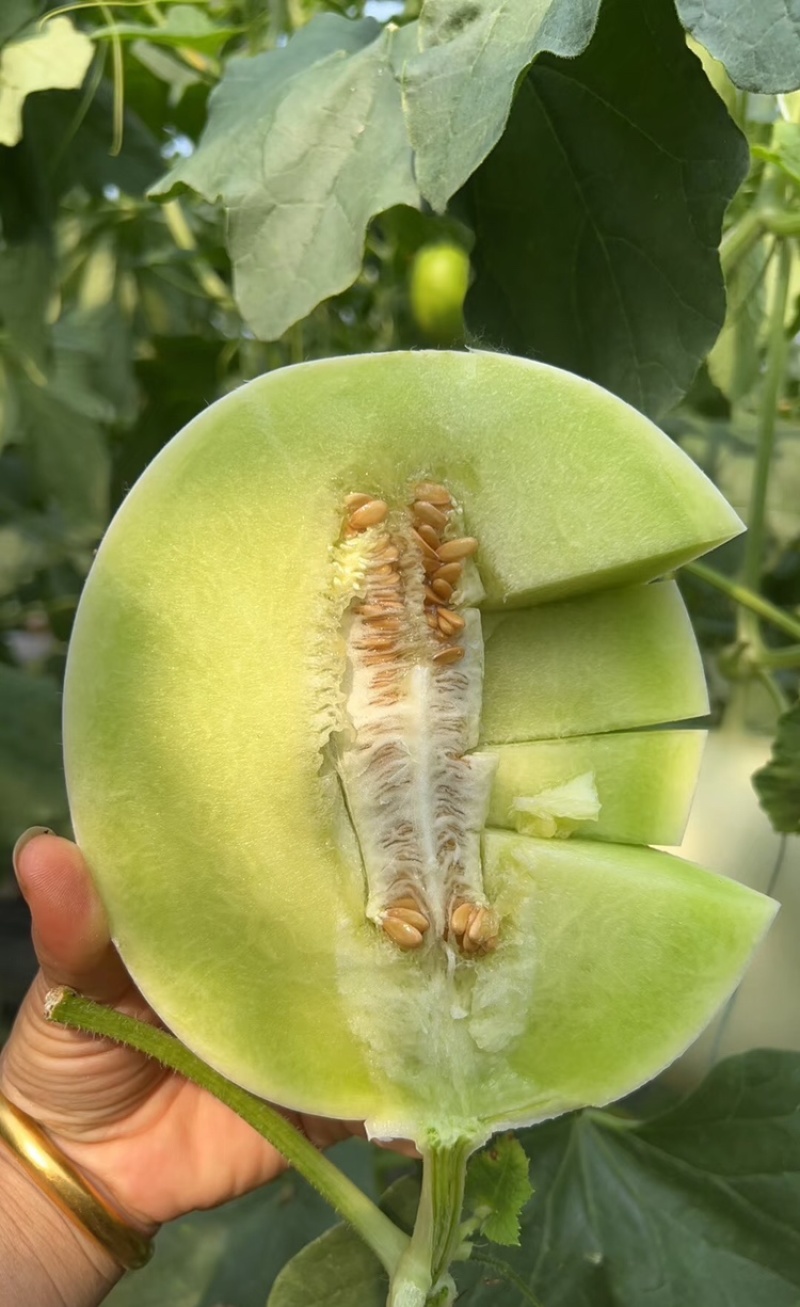 【海南玉菇甜瓜】玉菇甜瓜海量货源品质保证代发全国