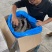 野生驯鹿角