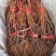 巨峰葡萄树苗,包技术包活保品种,死苗包赔现挖现发苗木基地