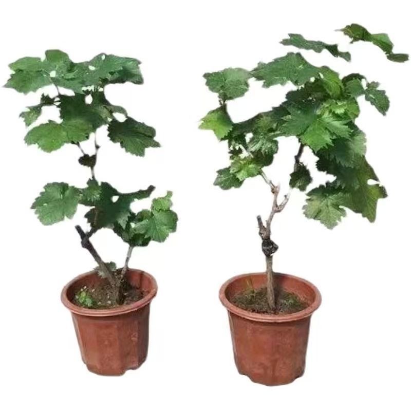 巨峰葡萄树苗，包技术包活保品种，死苗包赔现挖现发苗木基地