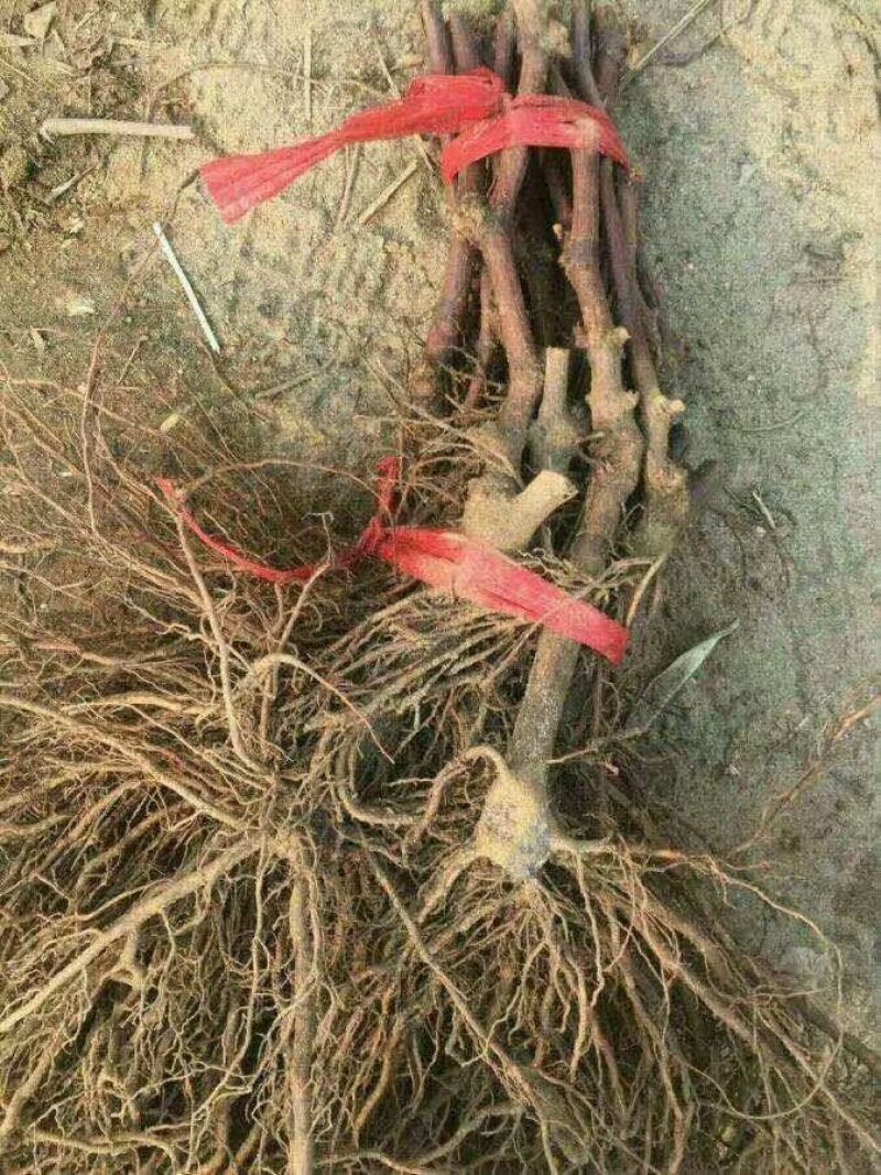 巨峰葡萄树苗，包技术包活保品种，死苗包赔现挖现发苗木基地