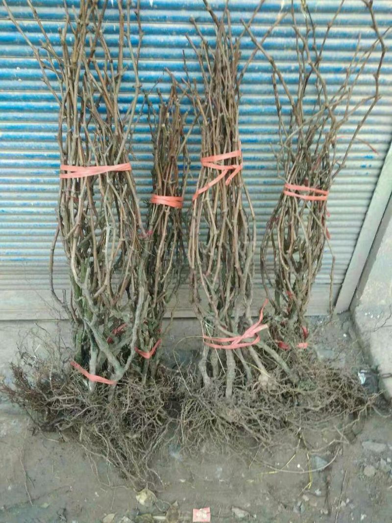 巨峰葡萄树苗，包技术包活保品种，死苗包赔现挖现发苗木基地