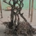 巨峰葡萄树苗,包技术包活保品种,死苗包赔现挖现发苗木基地