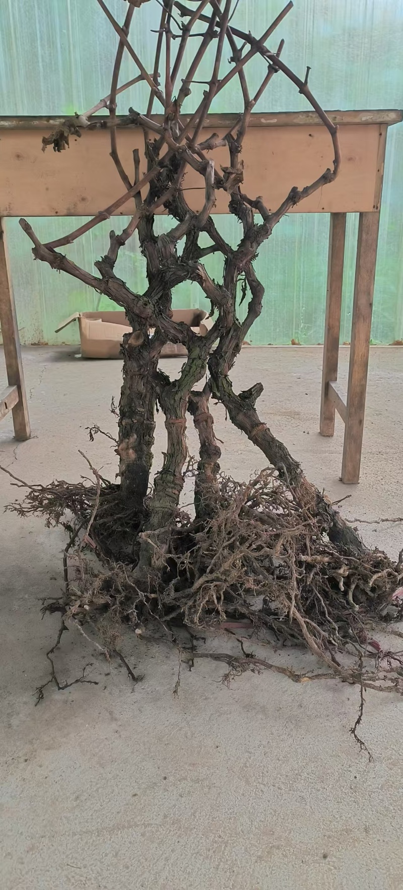 巨峰葡萄树苗，包技术包活保品种，死苗包赔现挖现发苗木基地