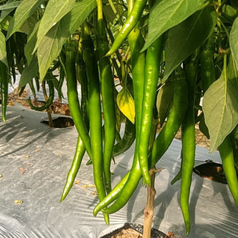 3号线靓货。大量供应市场销售。有需要的老板可以下单