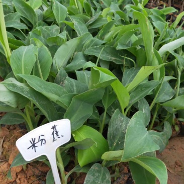 桂蕉一号、小米蕉、红香蕉苗，杯苗成活率高，好管理