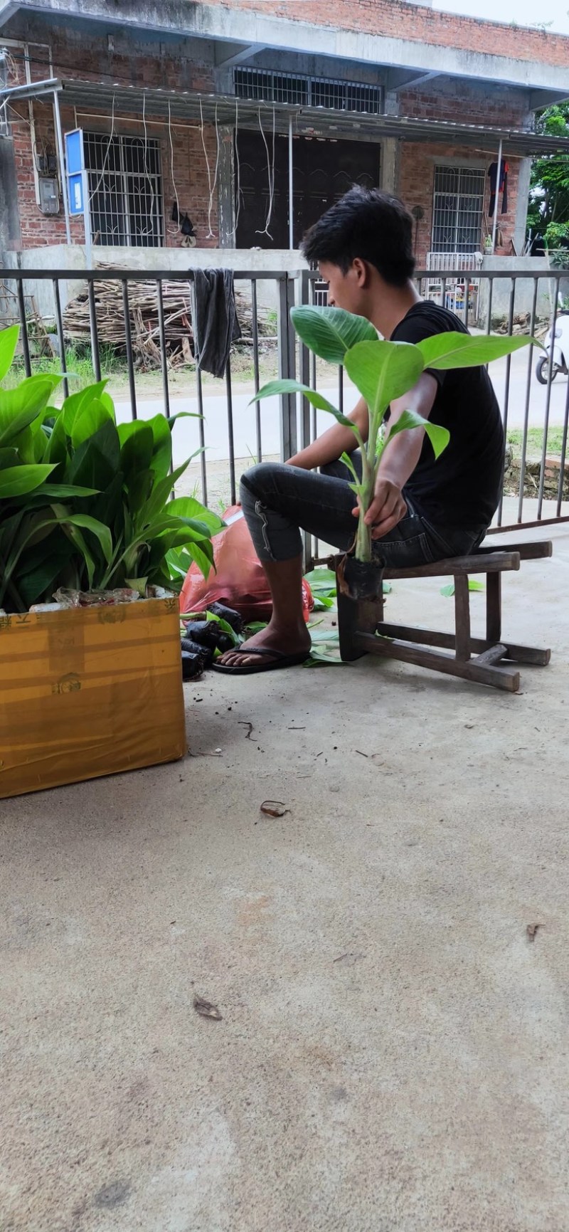 桂蕉一号、小米蕉、红香蕉苗，杯苗成活率高，好管理