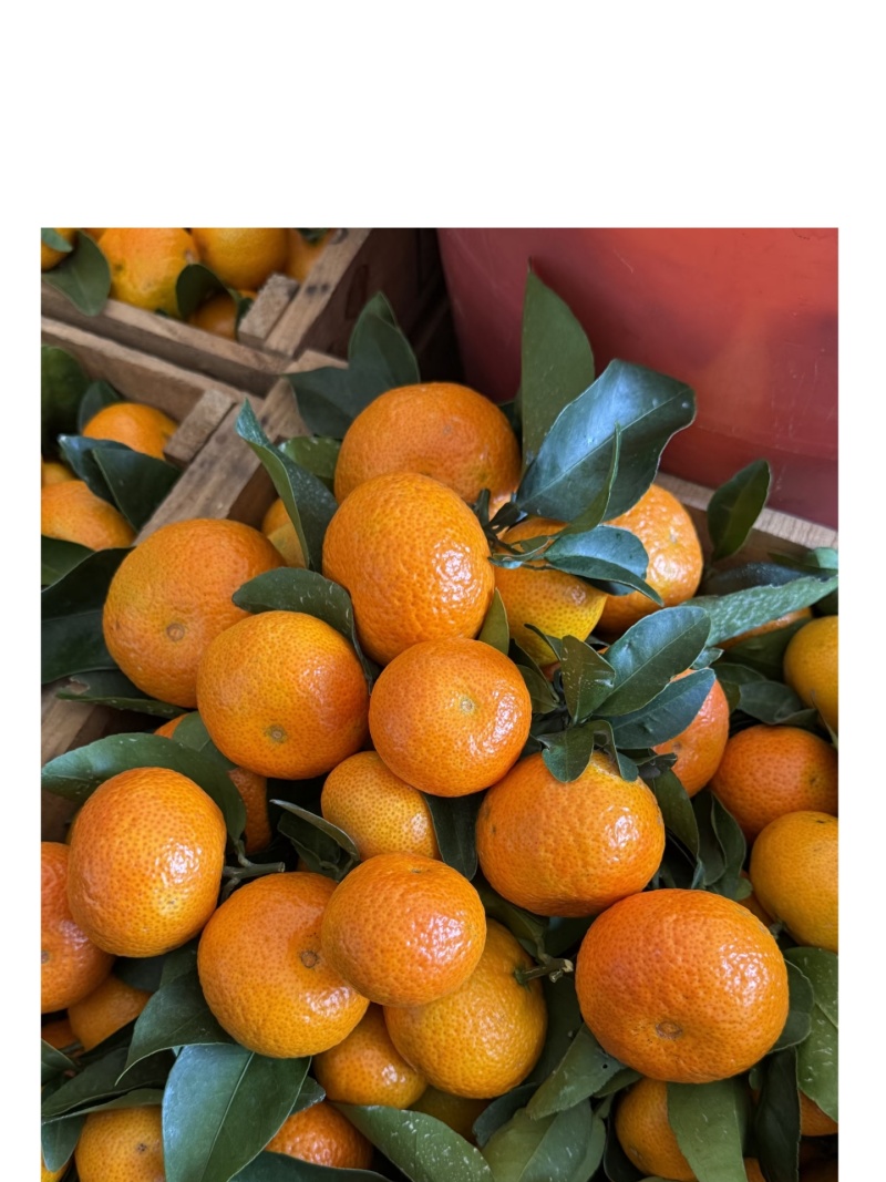 (热卖)砂糖橘，纯甜无渣，皮薄多汁，优质好货，原产地直发