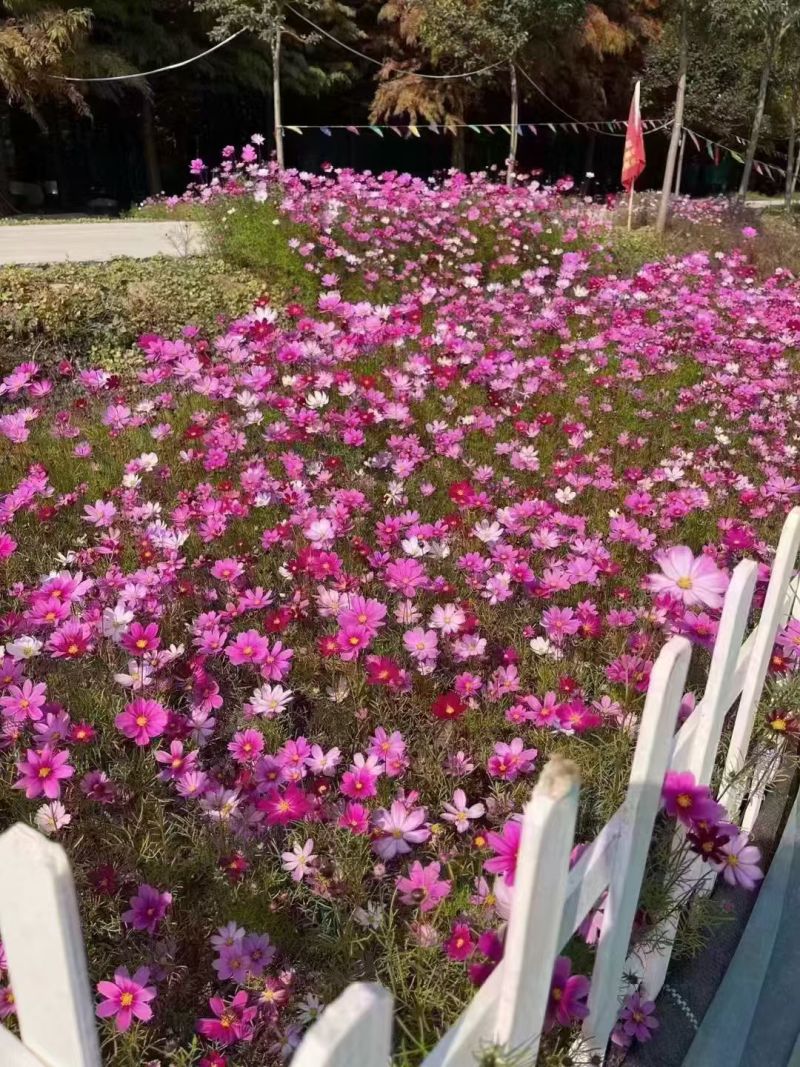 格桑花种子四季混色七彩波斯菊种子花种子易活开花不断易种花
