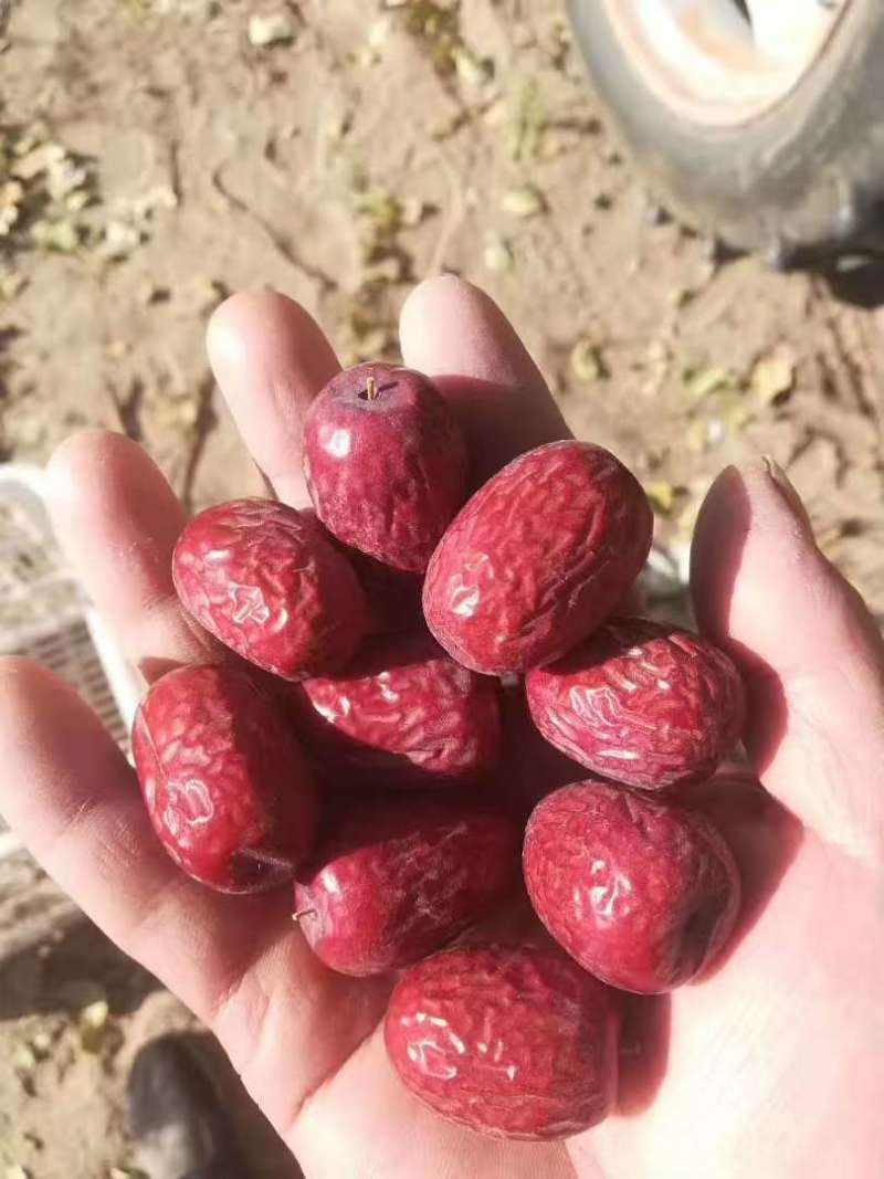 新疆红枣产地直供大量现货品质保证量大价优欢迎来电