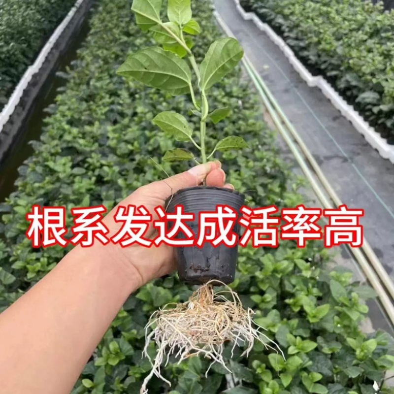 【百香果苗】规格齐全黄金百香果嫁接苗欢迎客商前来采购