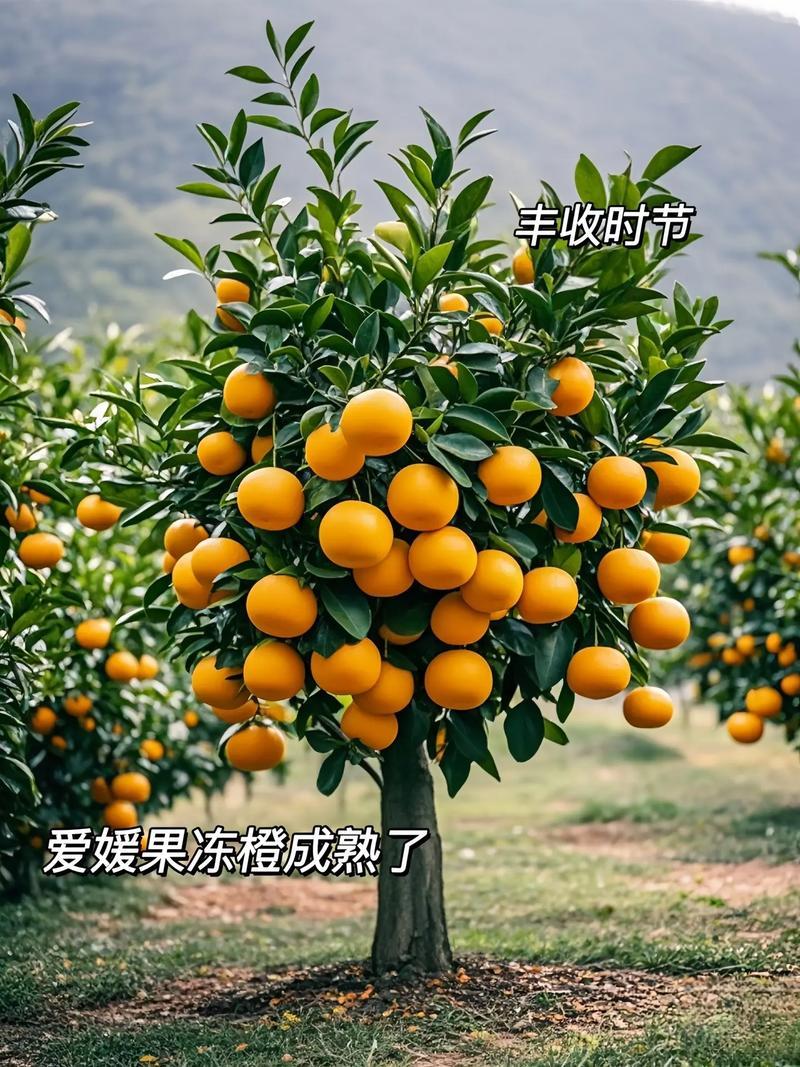 四川正宗嫁接果树苗基地直发价格实惠品种有保障