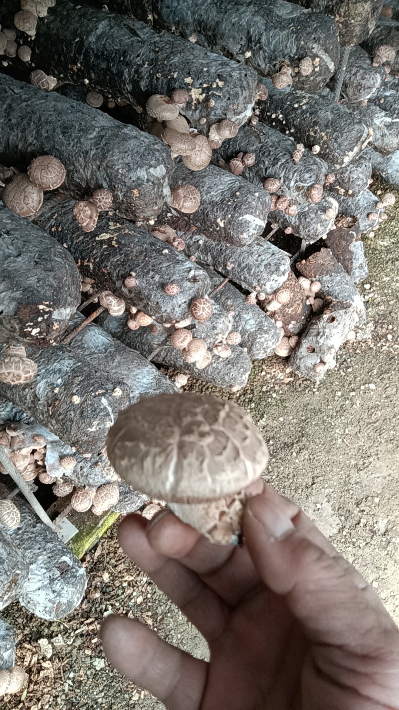 当天采摘香菇