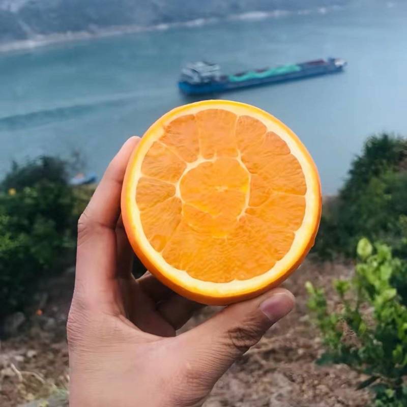 纽菏尔，福本，圆红脐橙原产地直发，果肉脆嫩化渣风味独特
