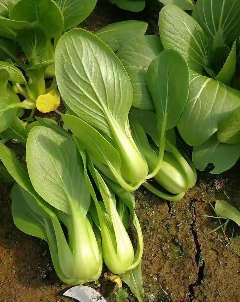 小青菜