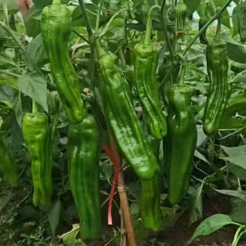 早丰668薄皮椒种子新品升级加长薄皮泡椒种籽条纹多长灯笼
