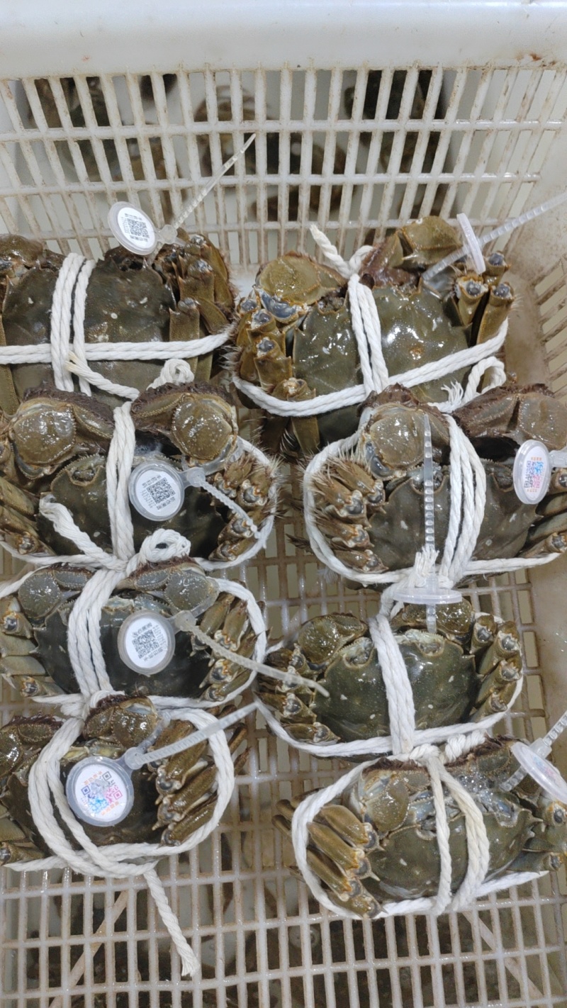《热卖》江苏阳澄湖大闸蟹基地直发售后无忧欢迎下单！
