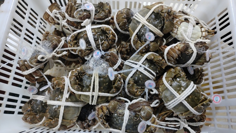 《热卖》江苏阳澄湖大闸蟹基地直发售后无忧欢迎下单！