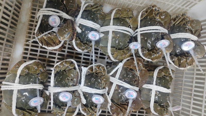 《热卖》江苏阳澄湖大闸蟹基地直发售后无忧欢迎下单！