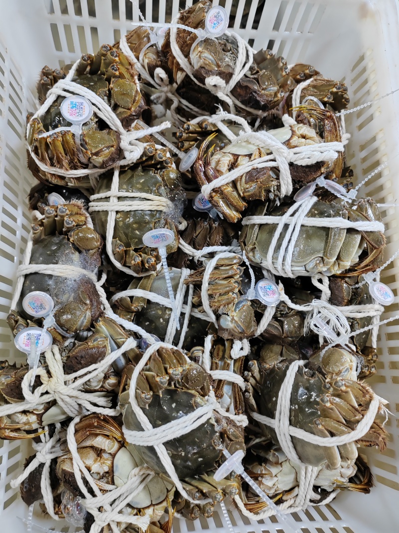 《热卖》江苏阳澄湖大闸蟹基地直发售后无忧欢迎下单！