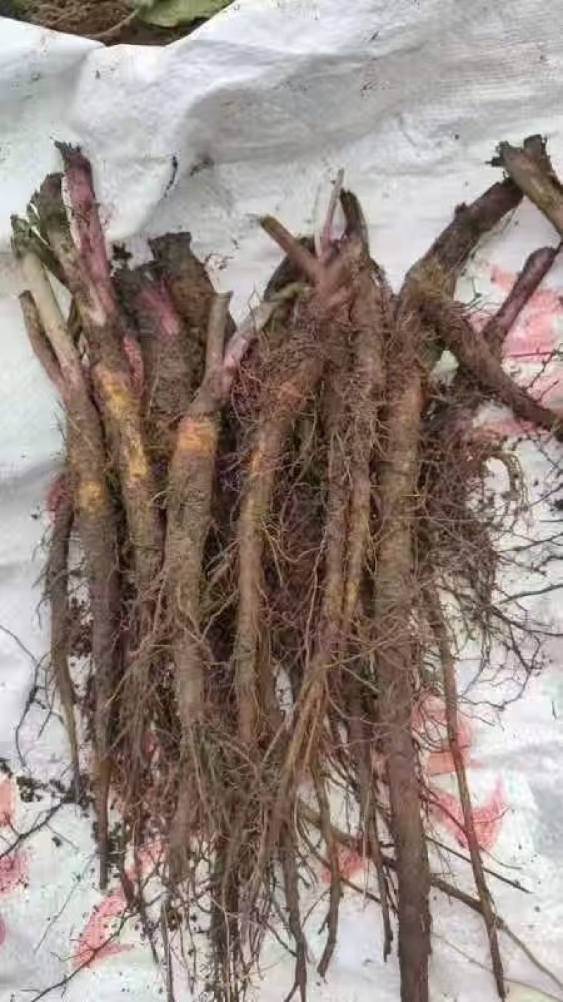 云木香苗基地直供品质优大量有货可视频看货欢迎咨询来电