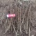 云木香苗基地直供品质优大量有货可视频看货欢迎咨询来电