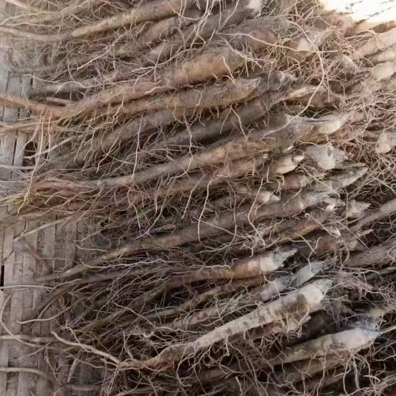 云木香苗基地直供品质优大量有货可视频看货欢迎咨询来电