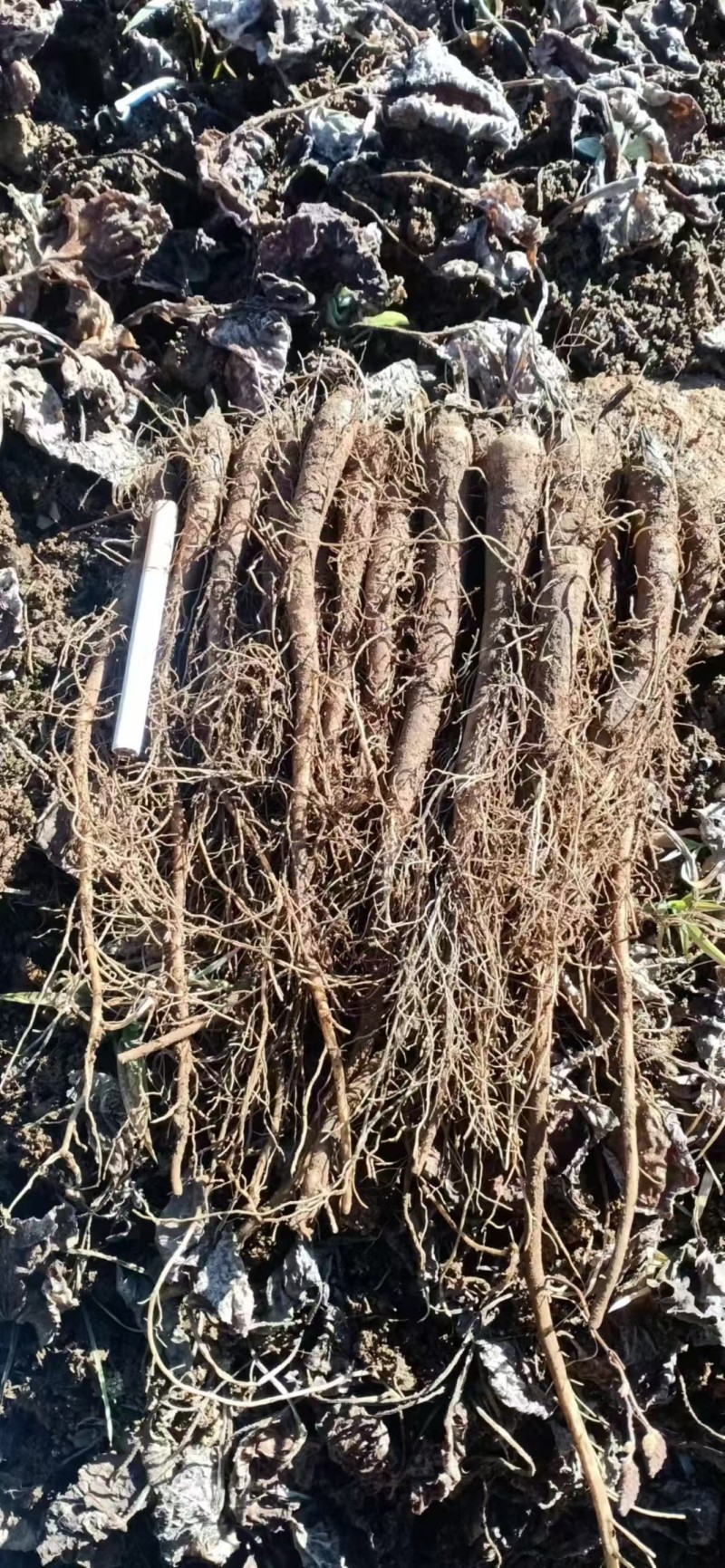 云木香苗基地直供品质优大量有货可视频看货欢迎咨询来电