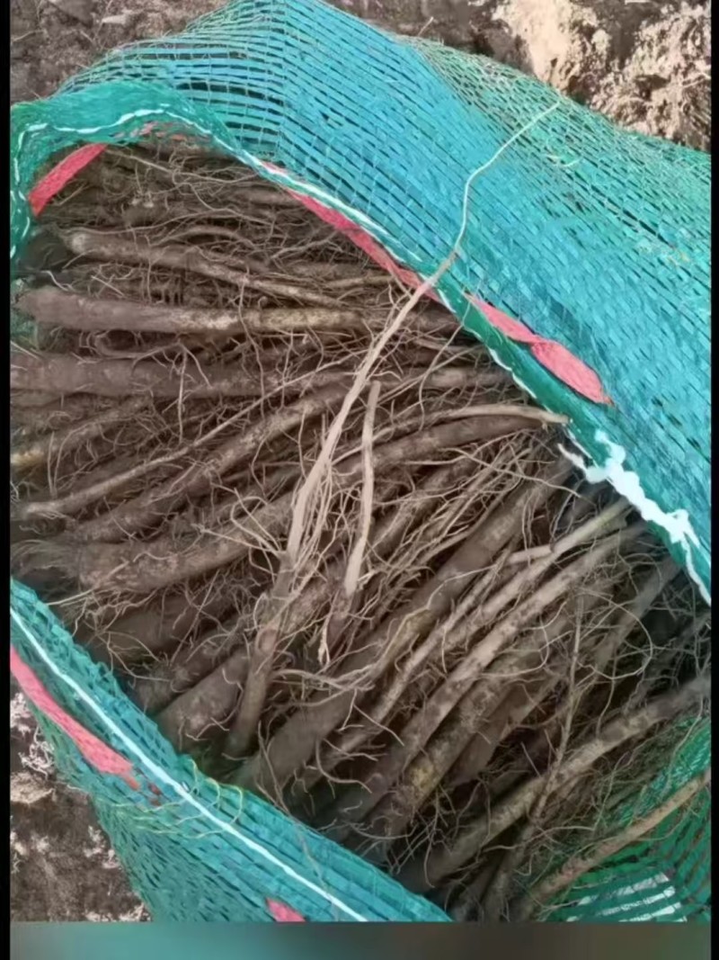 云木香苗基地直供品质优大量有货可视频看货欢迎咨询来电