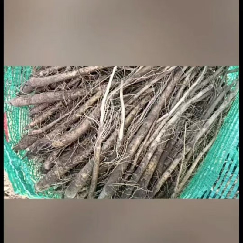 云木香苗基地直供品质优大量有货可视频看货欢迎咨询来电