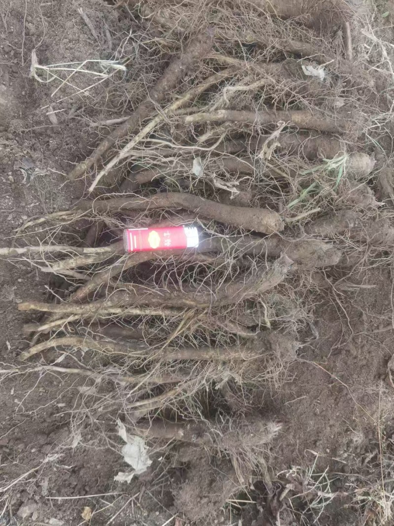 云木香苗基地直供品质优大量有货可视频看货欢迎咨询来电