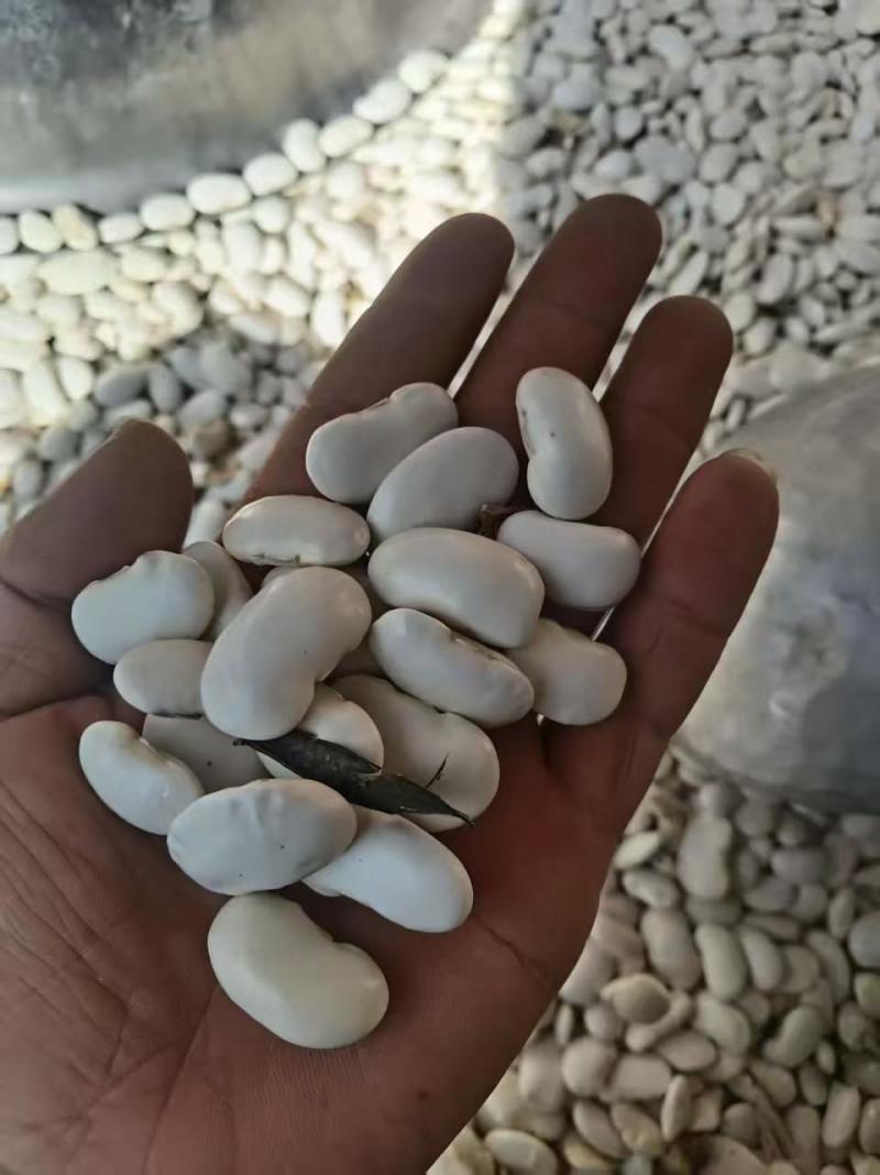 白芸豆大量有货基地直供品质优可视频看货欢迎咨询来电