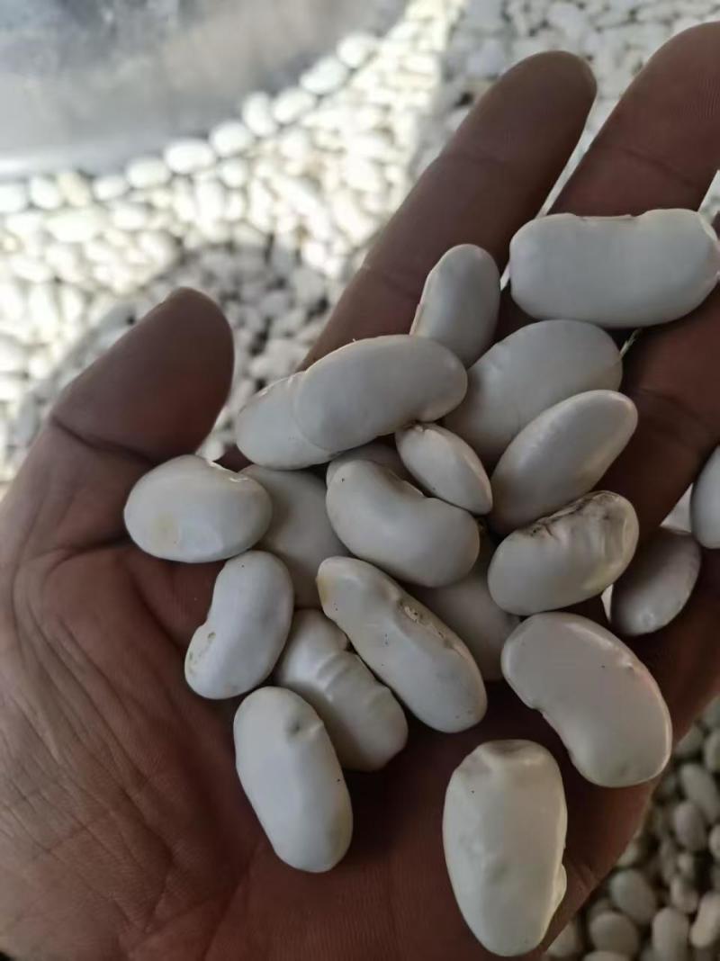 白芸豆大量有货基地直供品质优可视频看货欢迎咨询来电