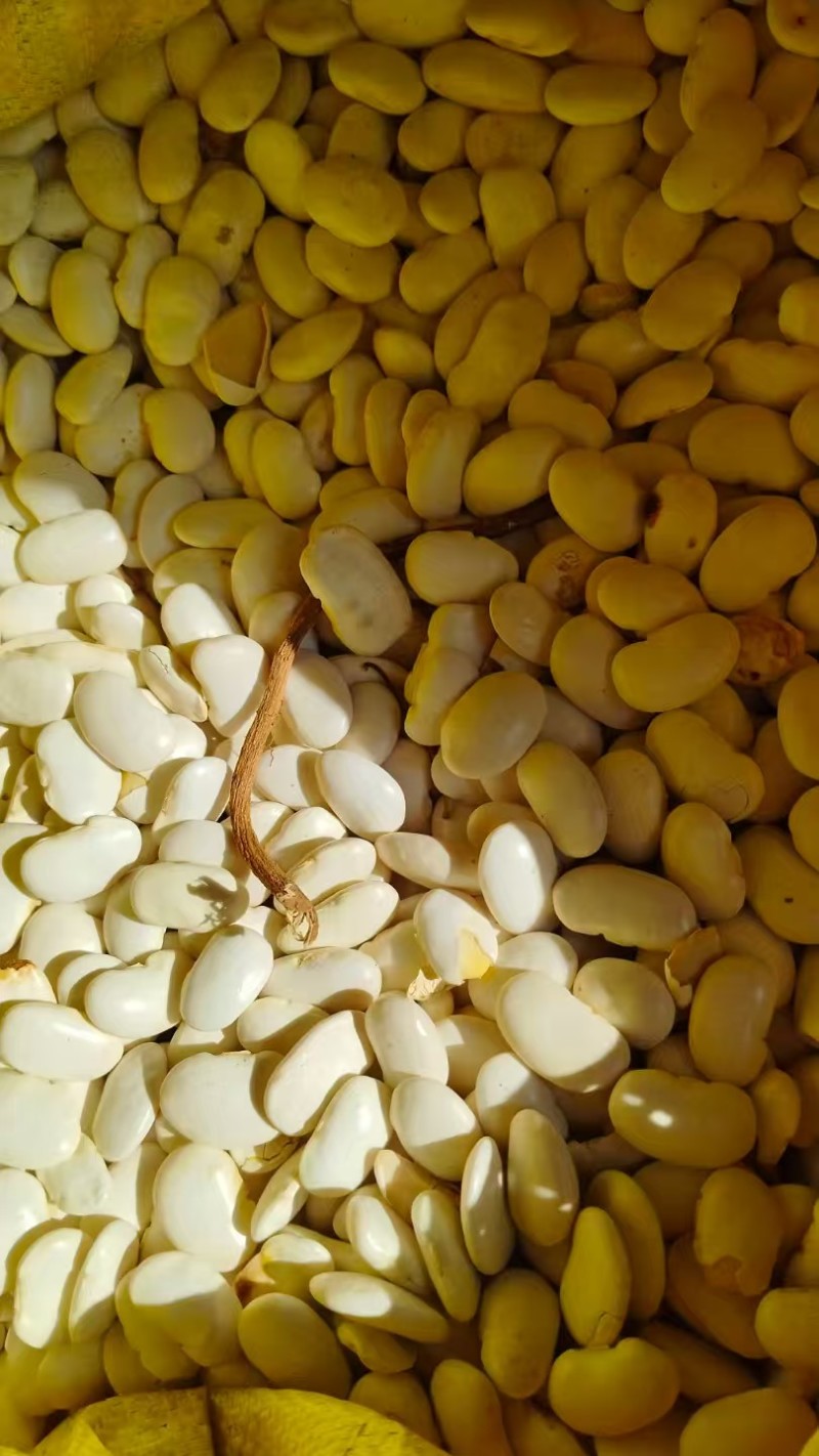 白芸豆大量有货基地直供品质优可视频看货欢迎咨询来电