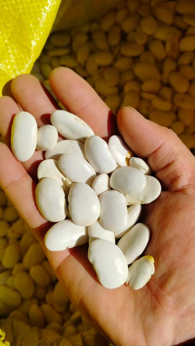 白芸豆大量有货基地直供品质优可视频看货欢迎咨询来电
