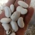 白芸豆大量有货基地直供品质优可视频看货欢迎咨询来电