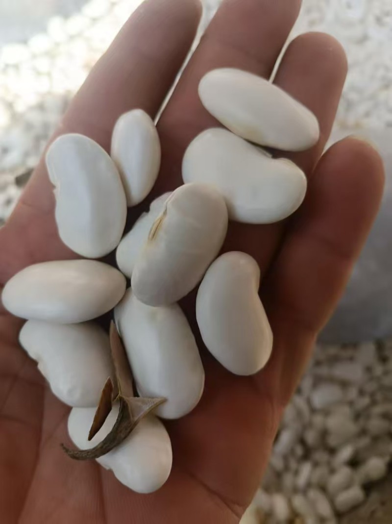 白芸豆大量有货基地直供品质优可视频看货欢迎咨询来电