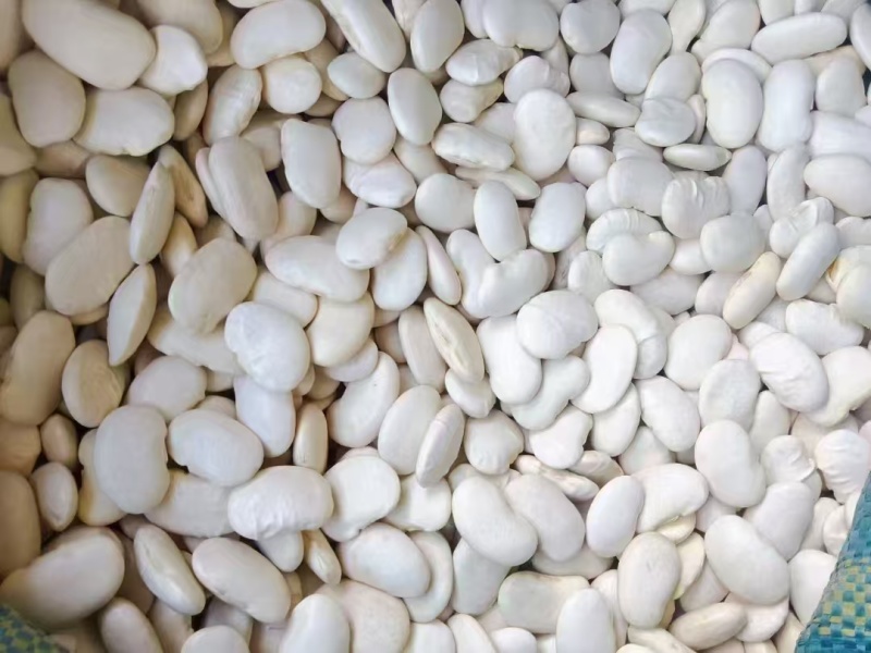 白芸豆大量有货基地直供品质优可视频看货欢迎咨询来电
