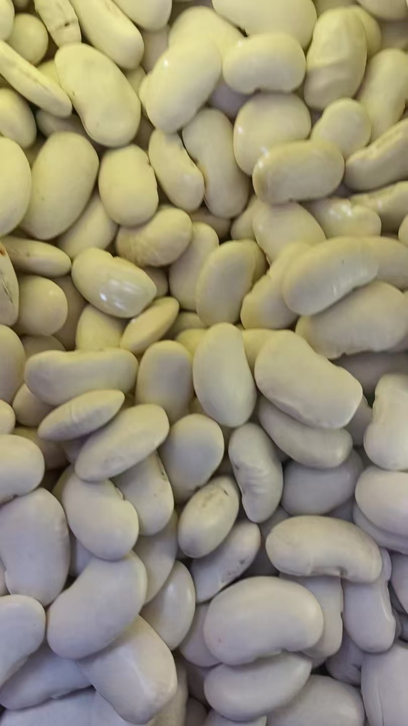 白芸豆大量有货基地直供品质优可视频看货欢迎咨询来电