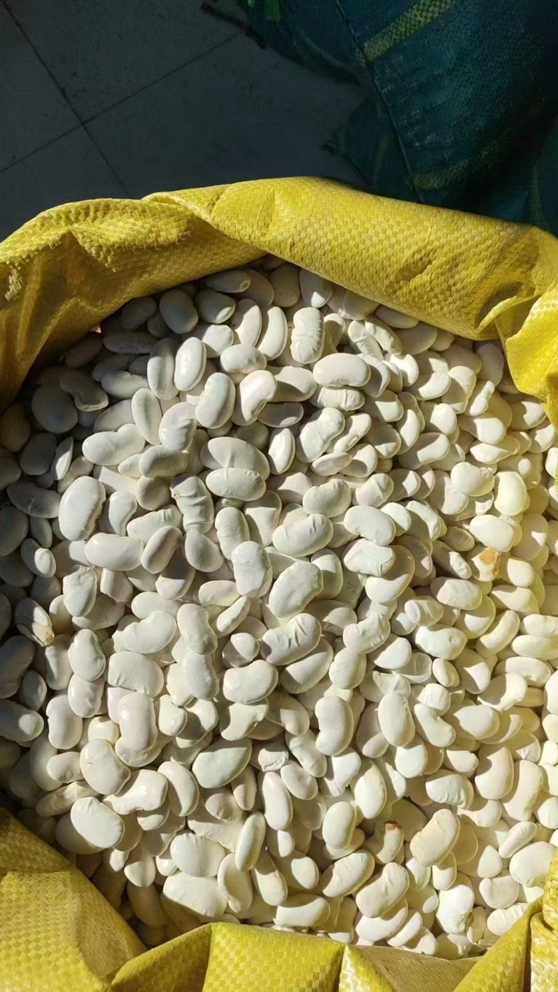 白芸豆大量有货基地直供品质优可视频看货欢迎咨询来电