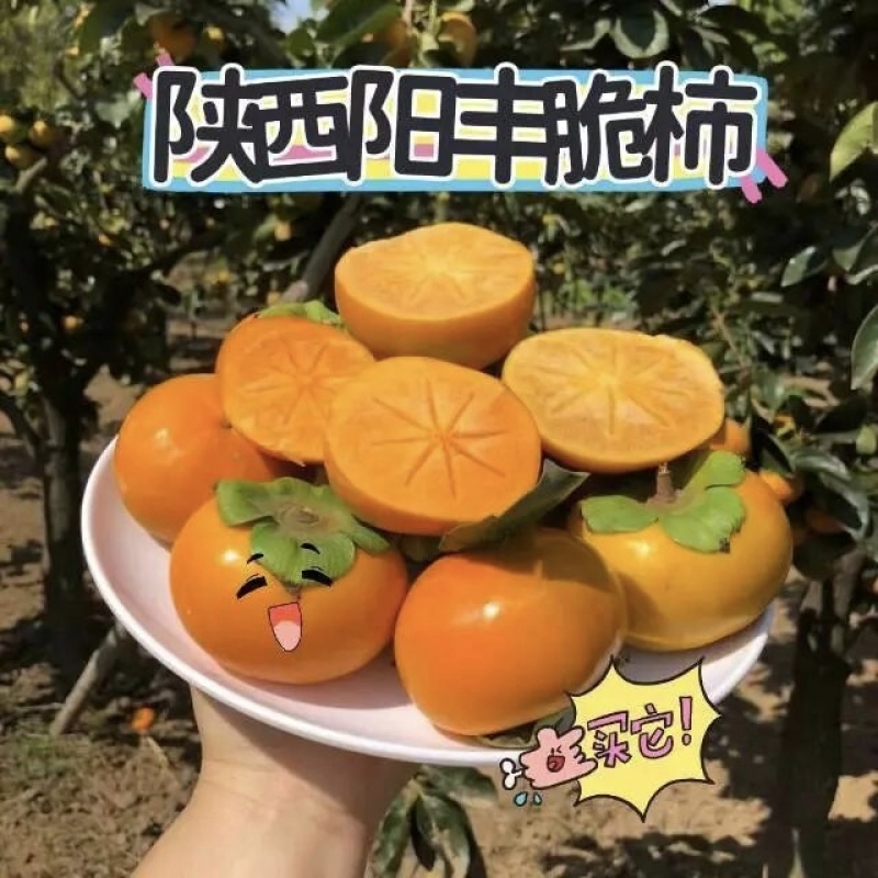 阳丰脆柿对接各大市场，大量上市，口感不错